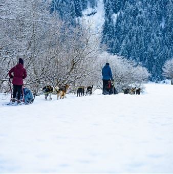 Dogsledding